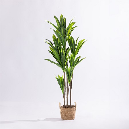 Design Plus Dracaena Tree 140cm