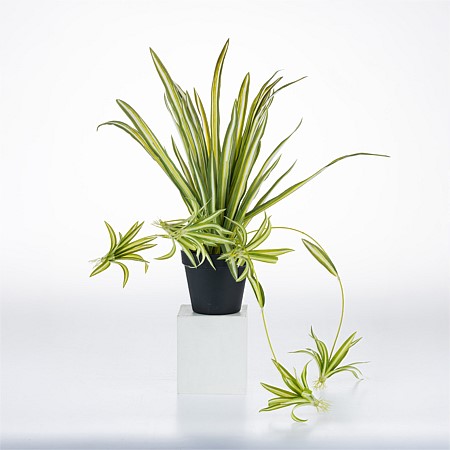 Design Plus White Spider Plant 45cm
